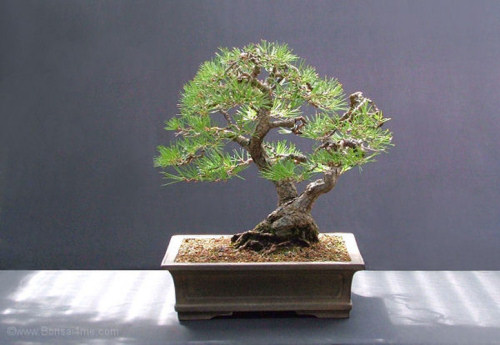 pine bonsai